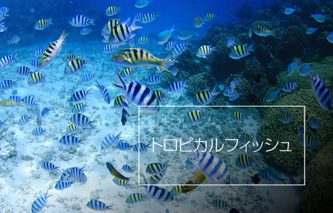 お魚パラダイスコース